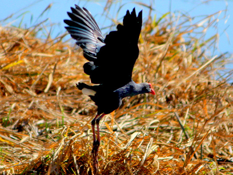 鶴慶 — 小鳥的天堂 - xiaofang - 舒放的博客 鶴慶 — 小鳥的天堂 - xiaofang - 舒放的博客
